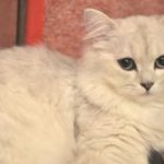 シェルカメオの猫のペンダントトップが可愛いので見とれました！