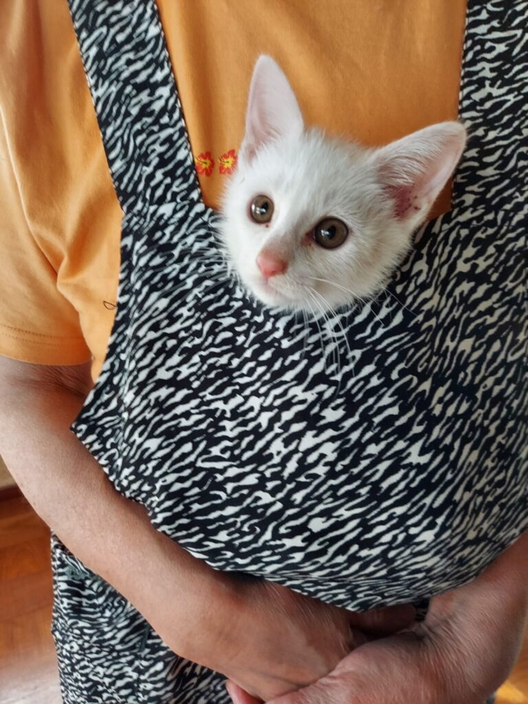 野良猫の子猫を保護したらエサ トイレ 病院はどうしたらいいの 宝石ルビーは７月誕生石 宝石種類 パワーストーン 誕生石 断捨離